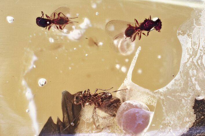 Three Fossil Parasitoid Wasps (Platygastridae) in Baltic Amber #343280